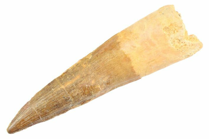 Bargain, Real Fossil Spinosaurus Tooth - Composite Tooth #347223